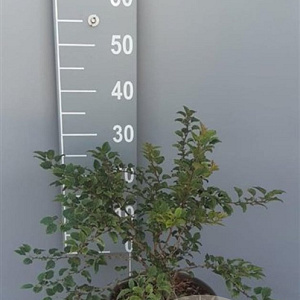 Prunus incisa 'Kojou-no-mai' 30-40 cm 5,0L