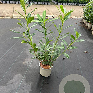 Prunus l. 'Caucasica' 60-80 cm 3,0L