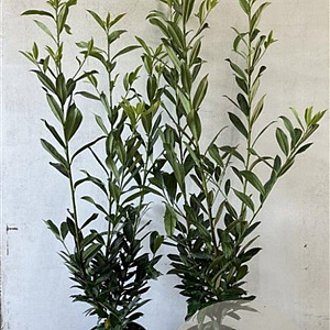 Prunus l. 'Caucasica' 100-125 cm 7,5L solitair