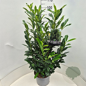 Prunus l. Elly 80-100 cm 10L
