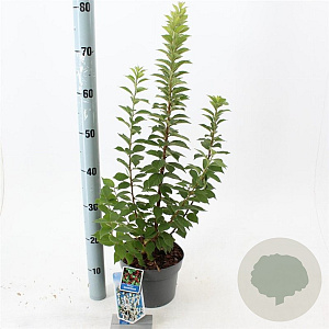 Prunus tomentosa 30-40 cm 3,0L