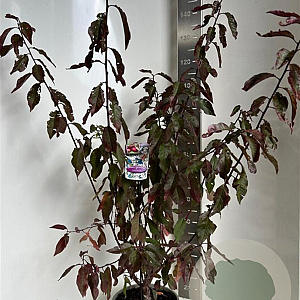 Prunus 'Trailblazer' 100-120 cm 10L