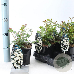 Rosa (H) Crystal Fairy 10-15 cm C1.5