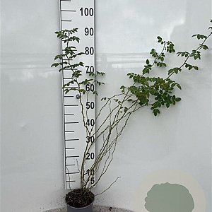 Rosa (o) rubiginosa 60-80 cm 2,0L