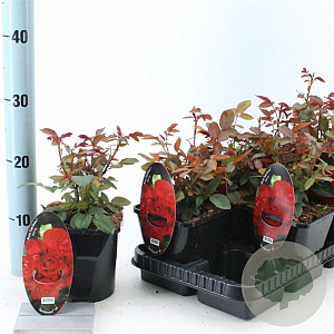 Rosa (F) 'Satchmo' 10-15 cm C1.5