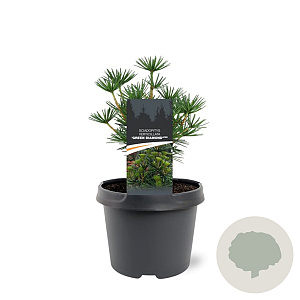 Sciadopitys vert. Green Diamond 25-30 cm 3,5L