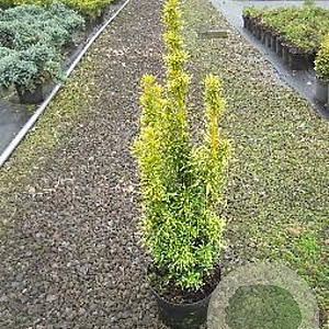 Taxus b. 'David' 40-50 cm 3,0L