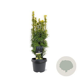 Taxus b. 'David' 40-50 cm 3,0L