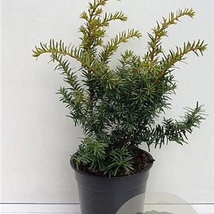 Taxus b. 'Summergold' 25-30 cm 3,5L