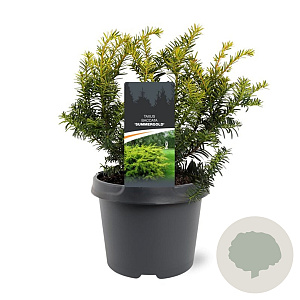 Taxus b. 'Summergold' 25-30 cm 3,5L
