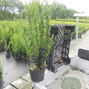 Taxus media 'Hillii' 60-80 cm 4,0L