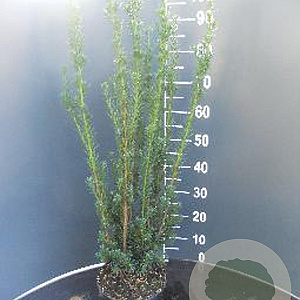 Taxus media 'Hillii' 60-80 cm 4,0L