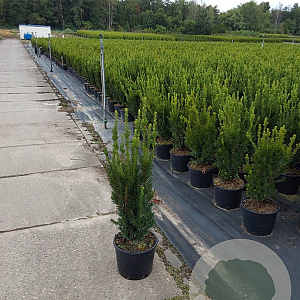 Taxus media 'Hillii' 60-80 cm 7,5L