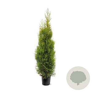 Thuja occidentalis 'King of Brabant' 150-175 cm 10L