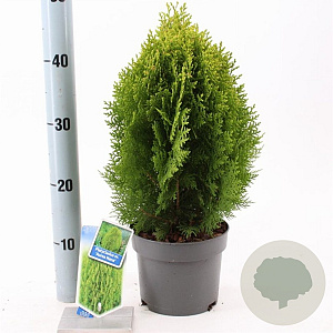 Thuja occ. 'Aurea Nana' 30-35 cm 3,0L