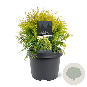 Thuja occ. 'Golden Globe' 25-30 cm 3,5L