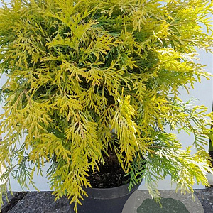 Thuja occ. 'Golden Globe' 30-40 cm 5,0L