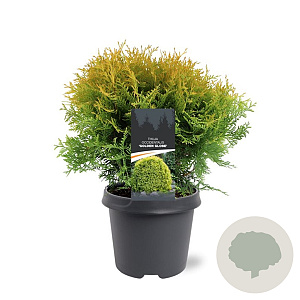Thuja occ. 'Golden Globe' 30-40 cm 5,0L