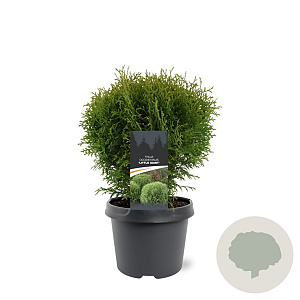 Thuja occ. 'Little Giant' 25-30 cm 3,5L