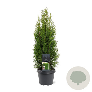 Thuja occ. 'Smaragd' 50-60 cm 3,0L