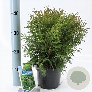 Thuja occ. 'Tiny Tim' 20-25 cm 3,0L