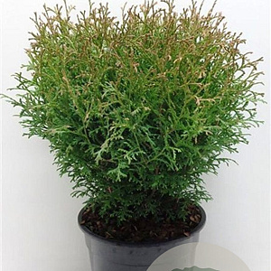 Thuja occ. 'Tiny Tim' 25-30 cm 3,5L