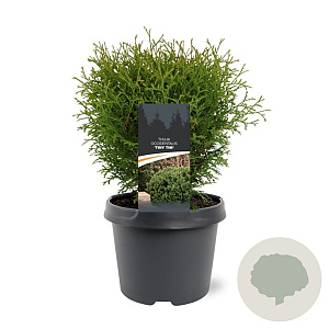 Thuja occ. 'Tiny Tim' 25-30 cm 3,5L