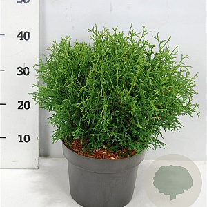Thuja occ. 'Tiny Tim' 30-40 cm 5,0L