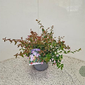 Abelia 'Edward Goucher' 20-25 cm 2,5L