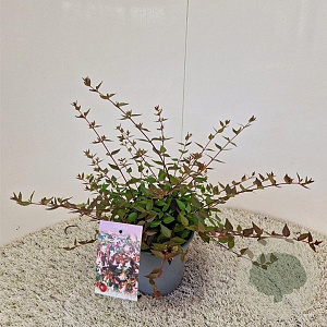 Abelia grandiflora 25-30 cm 2,5L