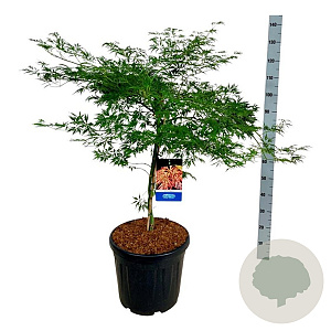 Acer Ice Dragon 80-100 cm 30L breed extra