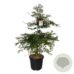 Acer Ice Dragon 150-175 cm cont. 55L extra