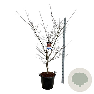 Acer North Wind 170-200 cm cont. 55L extra