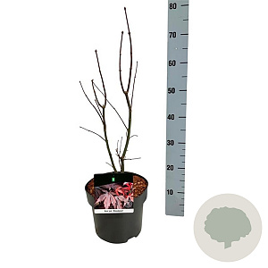 Acer pal. 'Bloodgood' 50-60 cm 4,5L