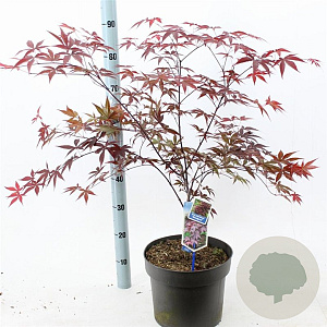 Acer pal. 'Bloodgood' 60-80 cm 10L
