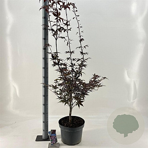 Acer pal. 'Bloodgood' 60-80 cm 10L