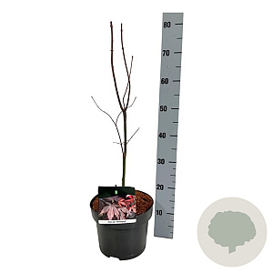 Acer pal. 'Bloodgood' 40-50 cm P21