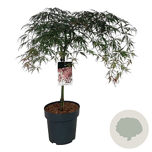 Acer pal. 'Garnet' 50 cm stam 14L