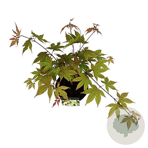 Acer pal. 'Osakazuki' 50-60 cm 4,5L