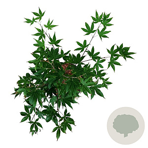 Acer pal. 'Osakazuki' 40-50 cm P21