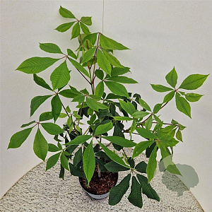 Aesculus parviflora 50-60 cm 5,0L