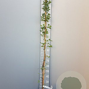 Akebia quinata 150-175 cm 5,0L