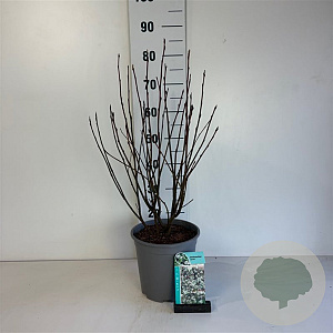 Amelanchier spicata 50-60 cm 6,5L