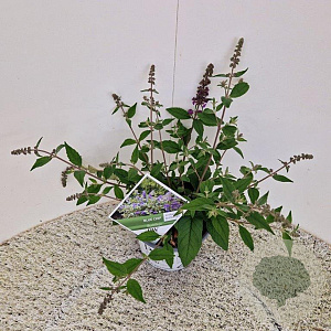 Buddleja 'Blue Chip' 30-35 cm 3,0L