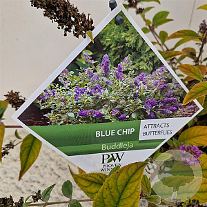 Buddleja 'Blue Chip' 30-35 cm 3,0L