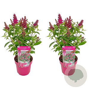 Buddleja d. B. Candy Little Ruby GM 3,0L leverbaar