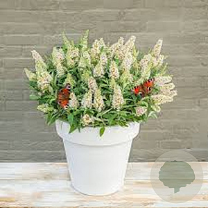 Buddleja d. B. Candy Little White GM 3,0L leverbaar