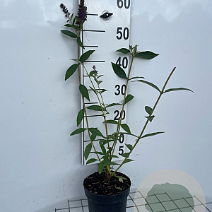 Buddleja d. 'Empire Blue' 40-60 cm 2,0L
