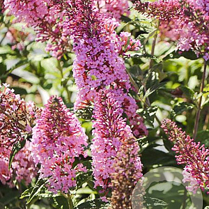 Buddleja d. Pink Panther GM 3,0L leverbaar