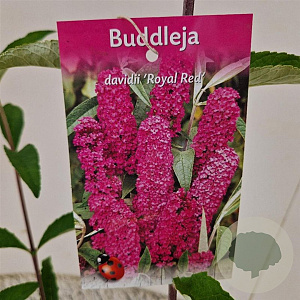 Buddleja d. 'Royal Red' 50-55 cm 3,0L